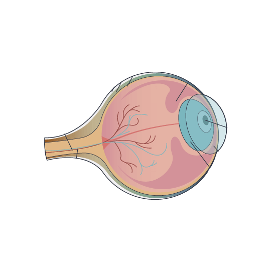 Clínica Preti Eye - Prof. Dr. Rony Preti - Especialista em Anatomia do Olho