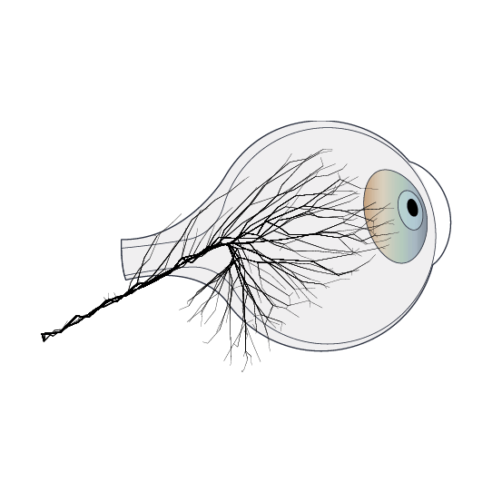 Clínica Preti Eye - Prof. Dr. Rony Preti - Especialista em Coroideremia