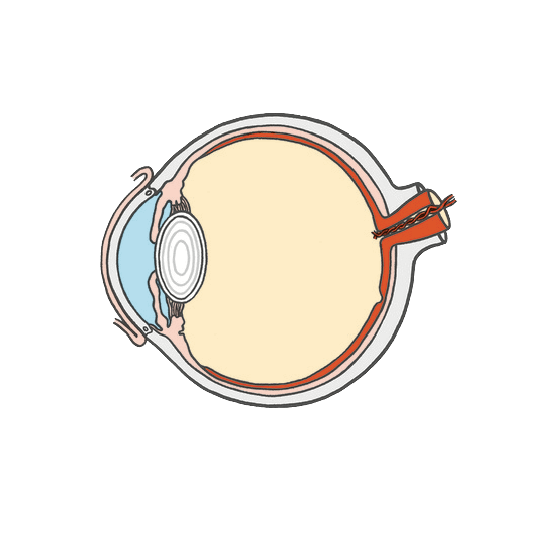 Clínica Preti Eye - Prof. Dr. Rony Preti - Especialista em Retina